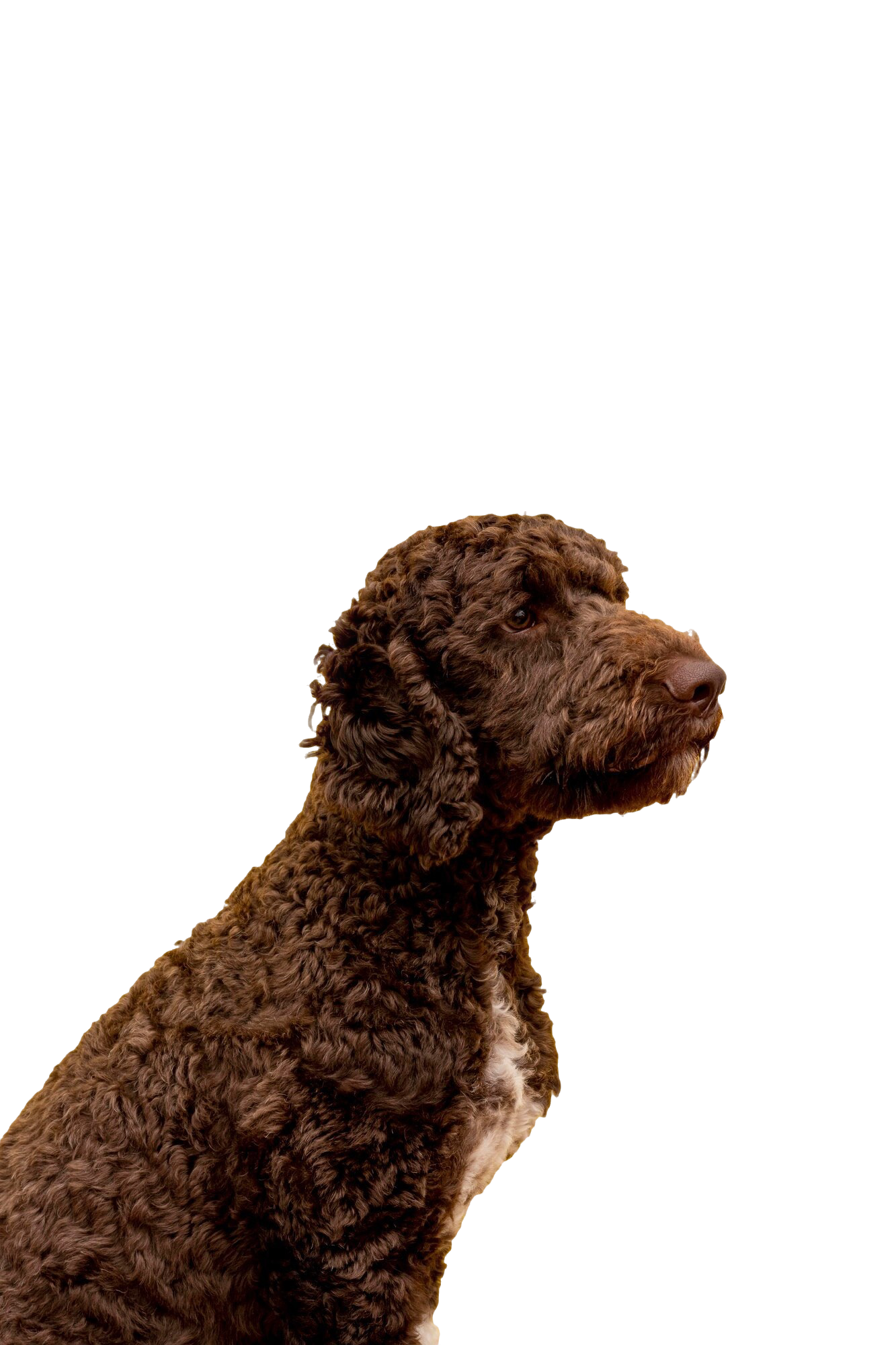 miniature maltipoo puppies for sale