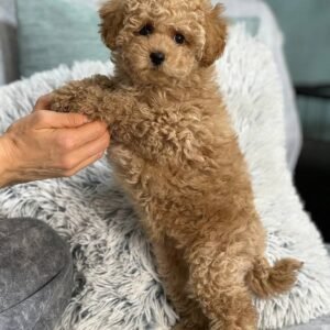 Maltipoo for Sale near me