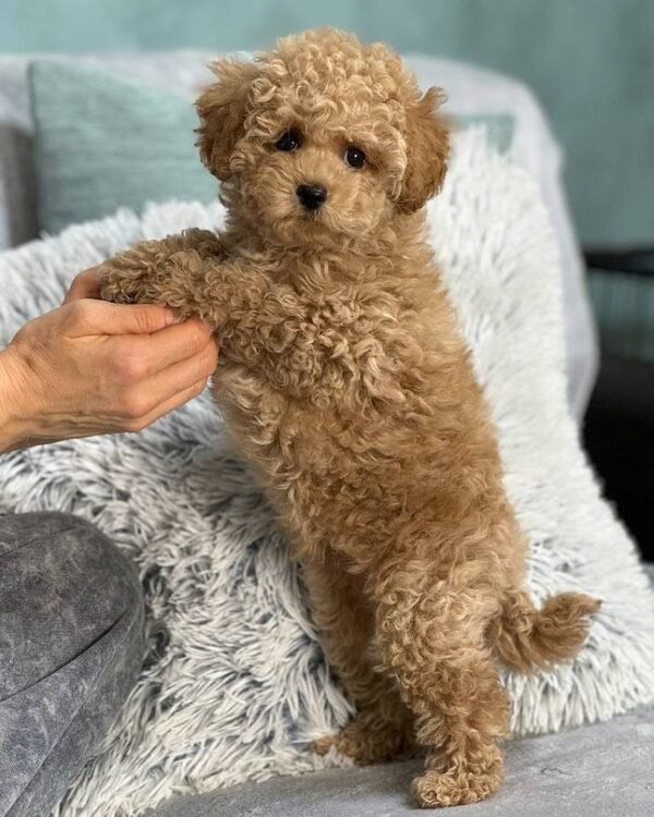 Maltipoo for Sale near me