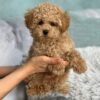 F2 Maltipoo Puppies for Sale