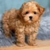 Cheap Maltipoo Puppies for Sale