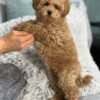 F2 Maltipoo Puppies for Sale