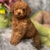 Teacup Maltipoo Puppies for Sale