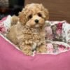 Miniature Maltipoo Puppies for Adoption
