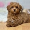 Toy Maltipoo Puppies for Adoption