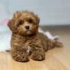 Toy Maltipoo Puppies for Adoption