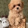 Toy Maltipoo Puppies for Sale