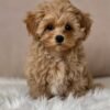 Black Maltipoo Puppies for Sale