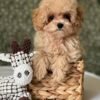 Toy Maltipoo Puppies for Sale