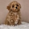 Black Maltipoo Puppies for Sale