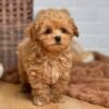 Teacup Maltipoo Puppies for Adoption