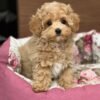 Miniature Maltipoo Puppies for Adoption