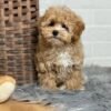 Teacup Maltipoo Puppies for Sale Near Me