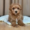 Maltipoo Puppies for Sale near me