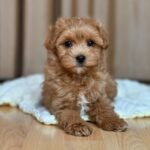 Maltipoo Puppies for Sale near me