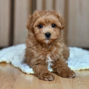 Maltipoo Puppies for Sale near me