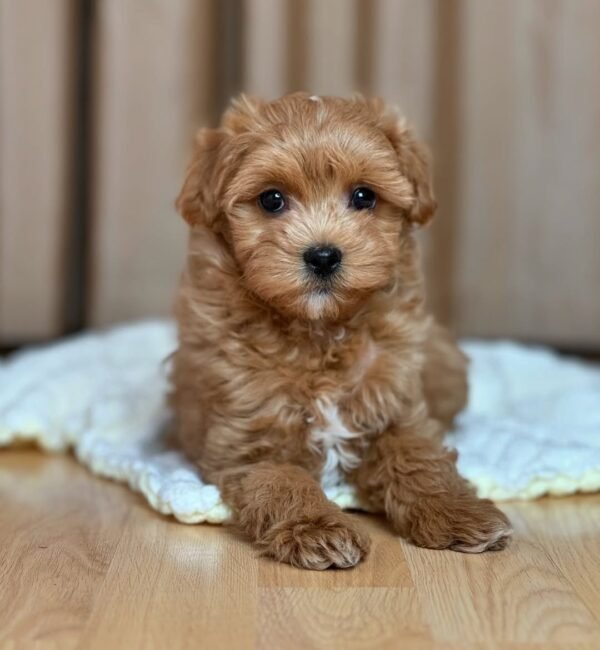 Maltipoo Puppies for Sale near me