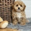 Teacup Maltipoo Puppies for Sale Near Me