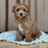 Miniature Maltipoo Puppies for Sale