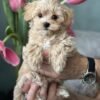 Toy Maltipoo Puppies for Sale Near Me