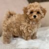 Maltipoo for Sale 