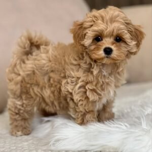 Maltipoo for Sale 