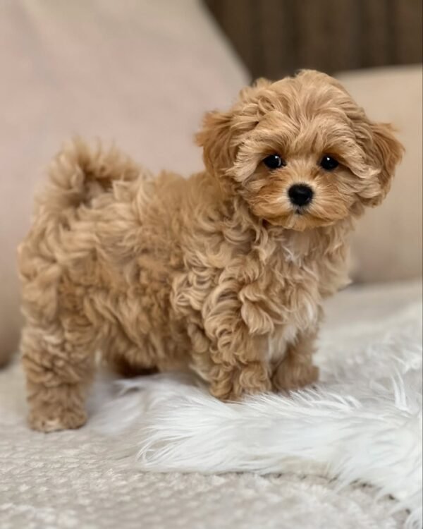 Maltipoo for Sale 