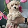 Toy Maltipoo Puppies for Sale Near Me