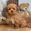 Teacup Maltipoo Puppies for Adoption