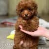 F1 Maltipoo Puppies for Sale