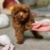 F1 Maltipoo Puppies for Sale