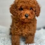 Maltipoo Puppies for Sale worldwide