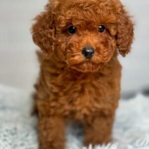 Maltipoo Puppies for Sale worldwide