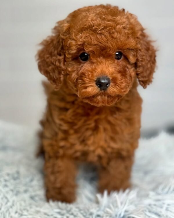 Maltipoo Puppies for Sale worldwide