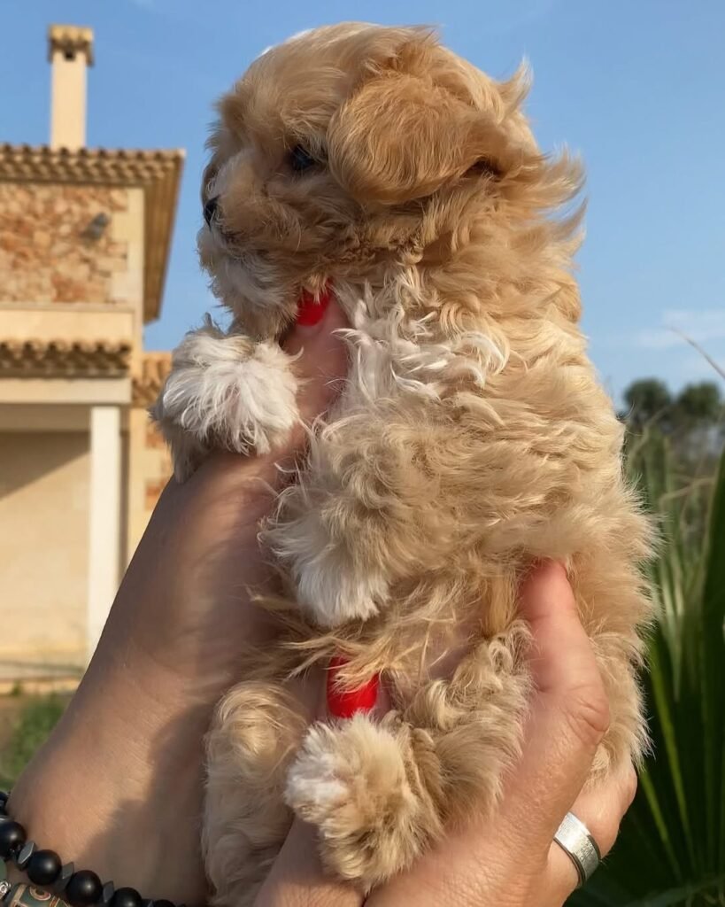 H3: Socialization: Raising Confident, Well-Adjusted Miniature Maltipoo Puppies