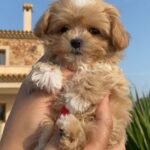 Q: Why do your Miniature Maltipoo Puppies for Sale cost more than those from other breeders or online ads?