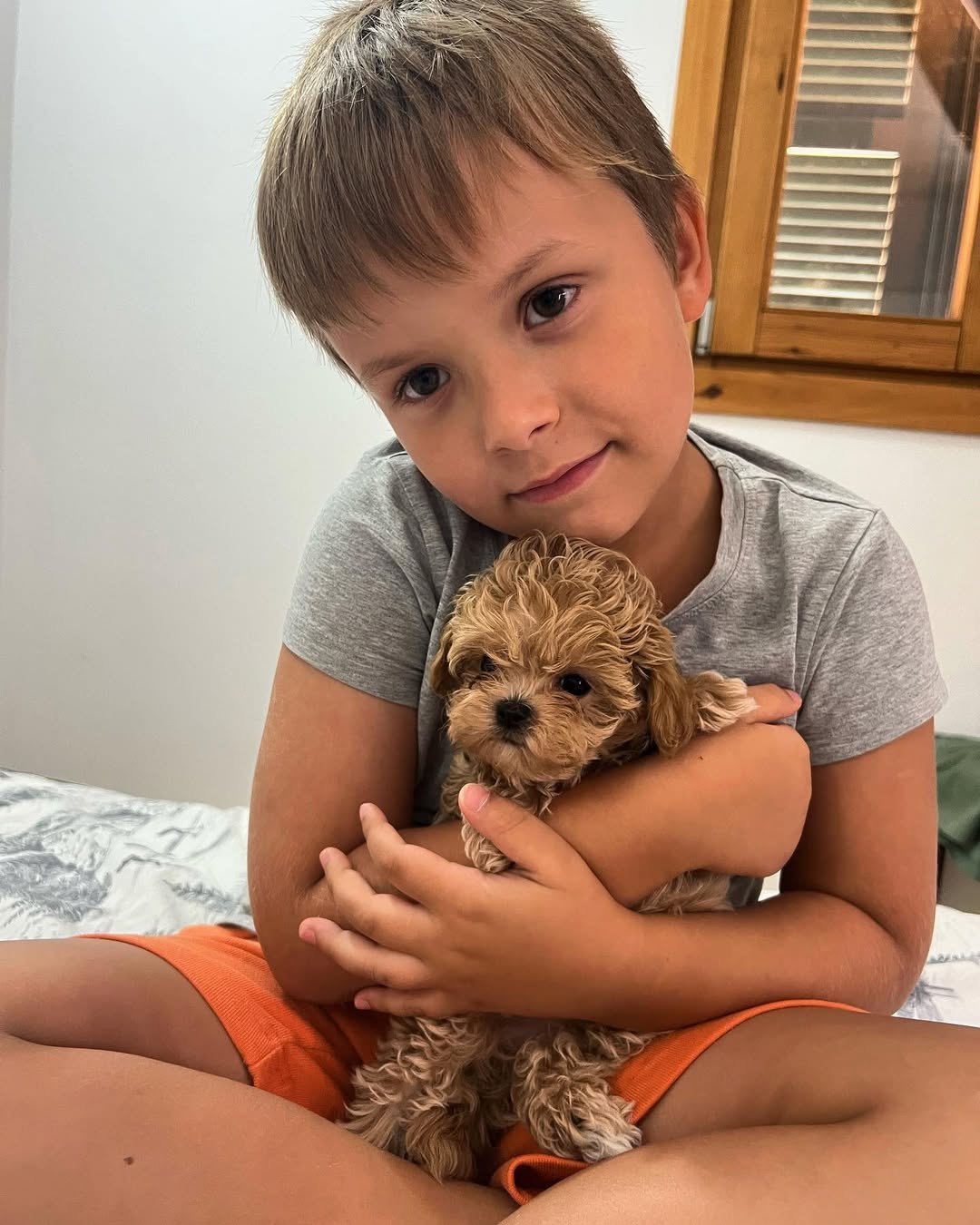 Find Specific Maltipoo Puppies for Sale Near You