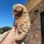 How does Our Philosophy on breeding Maltipoo puppies affect their long-term temperament and health?