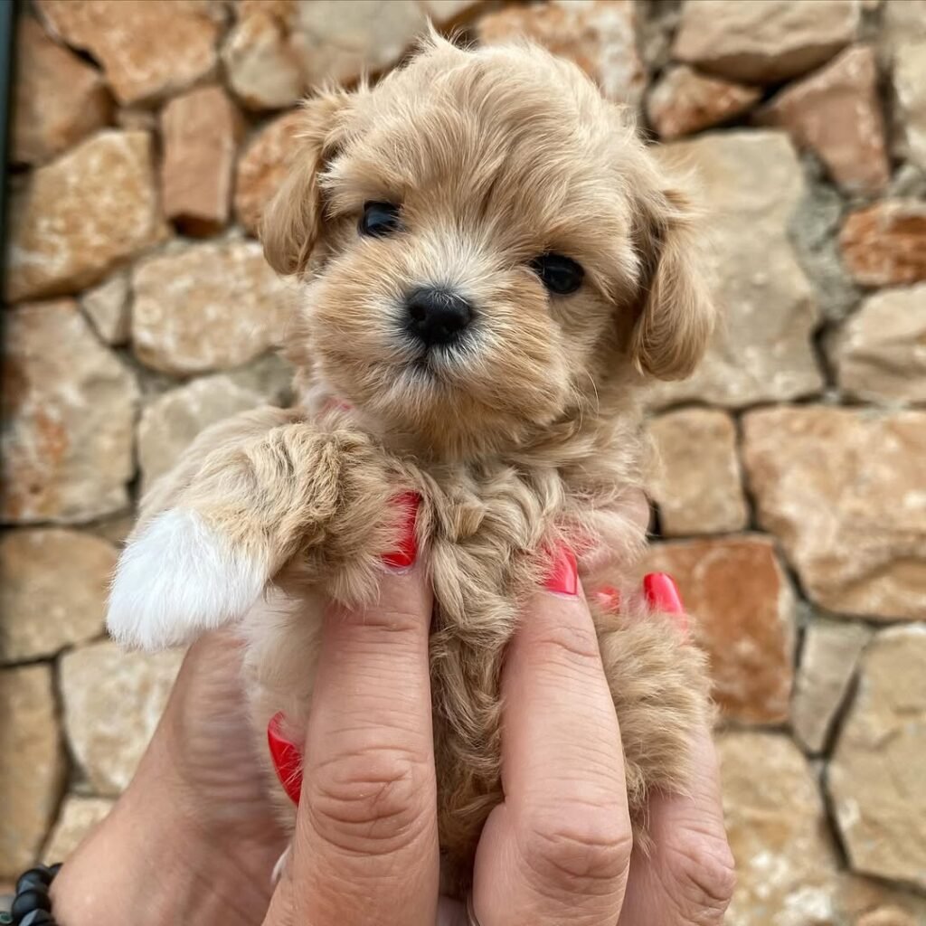 The Health Assurance of Our Miniature Maltipoo Puppies For Sale