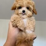Q: How often should I introduce new toys to my Maltipoo puppy to keep them enriched, and should I use food every time?