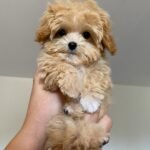 At what age am I typically allowed to see the Maltipoo puppy and meet the breeder?