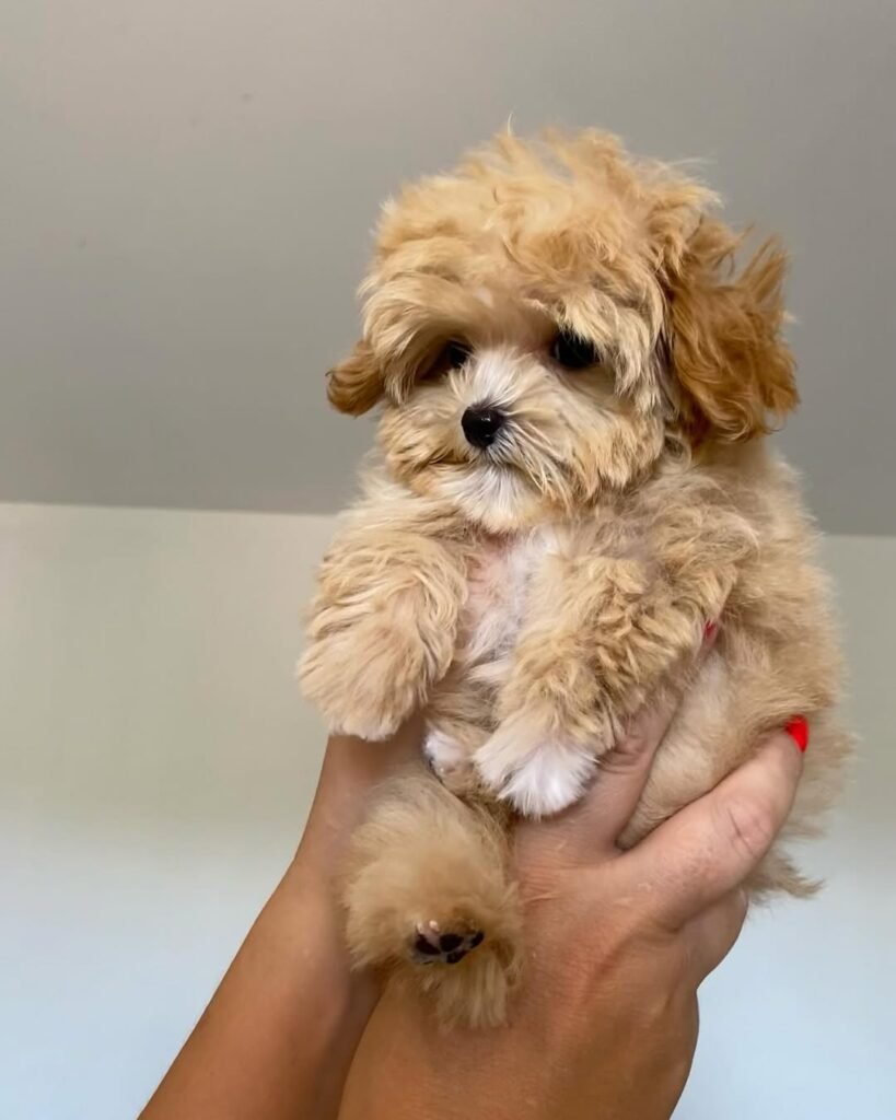 Dangers of Not Insisting: Why Transparency Matters for Maltipoo Puppies