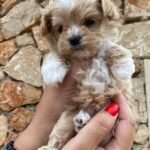 What is the biggest difference between an ethical breeder and a puppy mill when searching for Maltipoo puppies for sale?