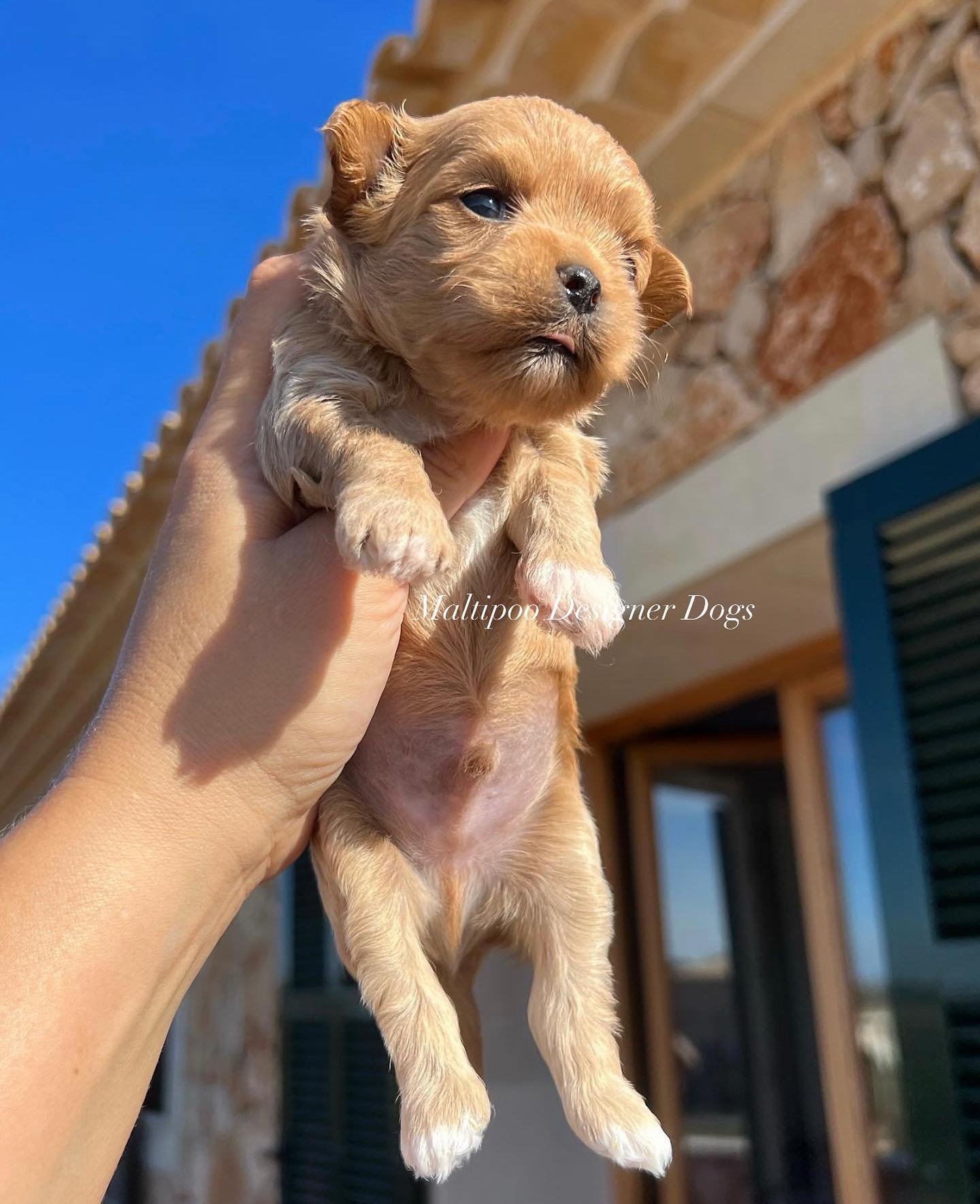 Maltipoo puppies in Alabama