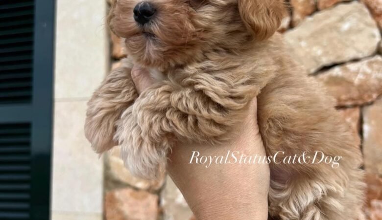 Maltipoo puppies in Puerto Rico