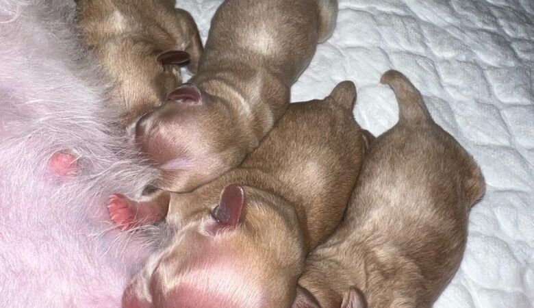 How do I potty train my Maltipoo puppy?