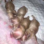 Miniature Maltipoo Puppies for sale!
