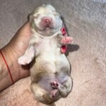 Miniature Maltipoo Puppies for sale!