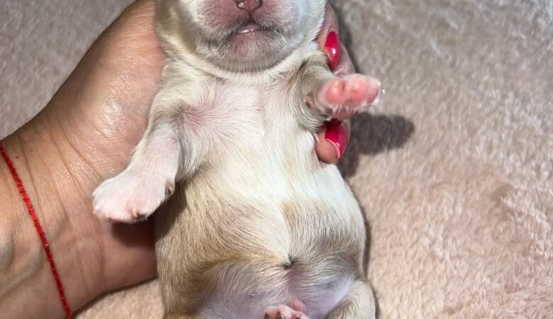 Maltipoo puppies in United Arab Emirates