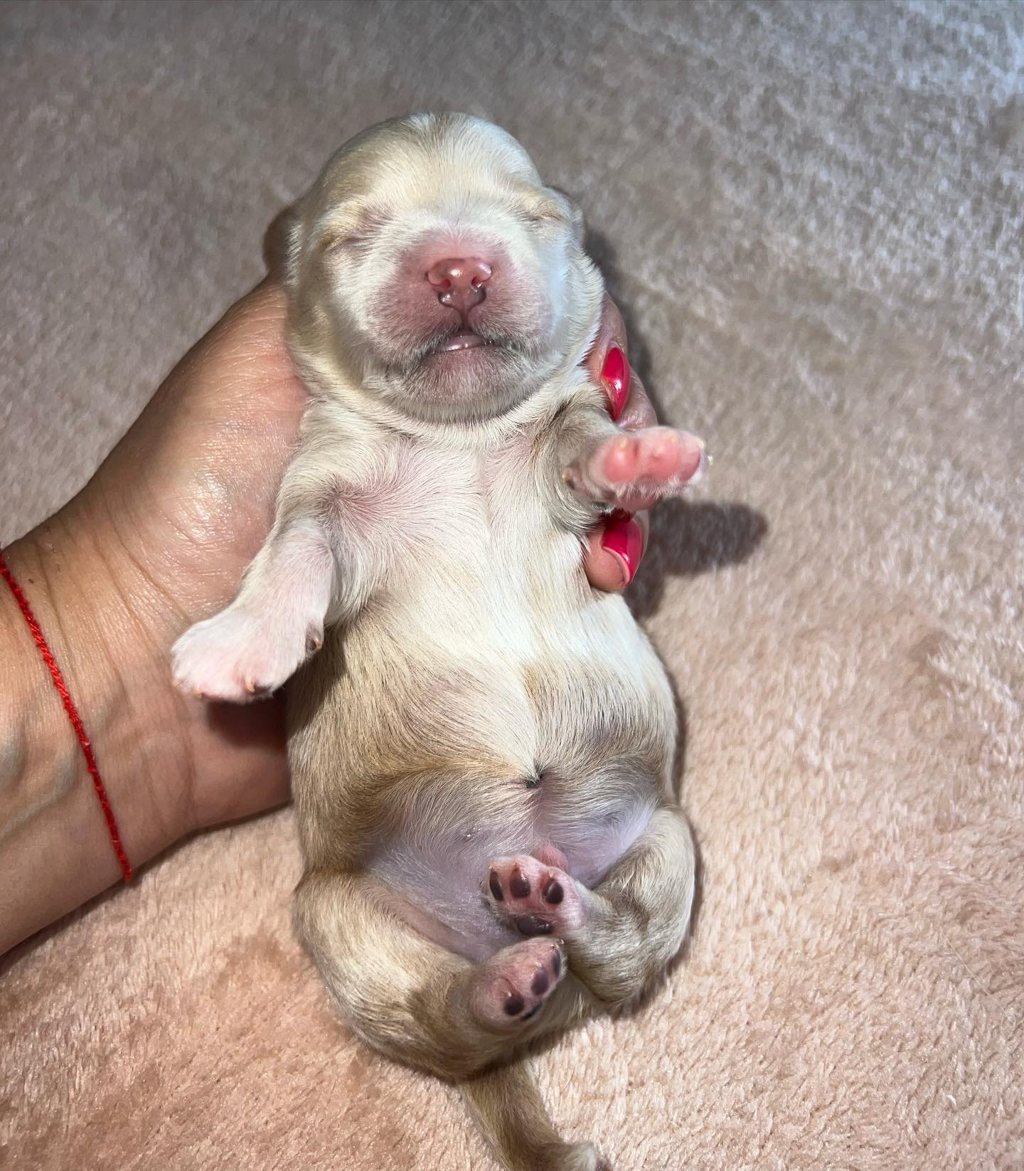 Maltipoo puppies in United Arab Emirates